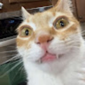 Meet your Posher, Isabella